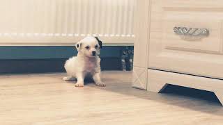 Ксоло Клаб Бель Анабель Ксоло Клаб Бель Анабель