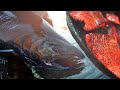 King Salmon Catch and Cook (Seafood Smorgasbord)