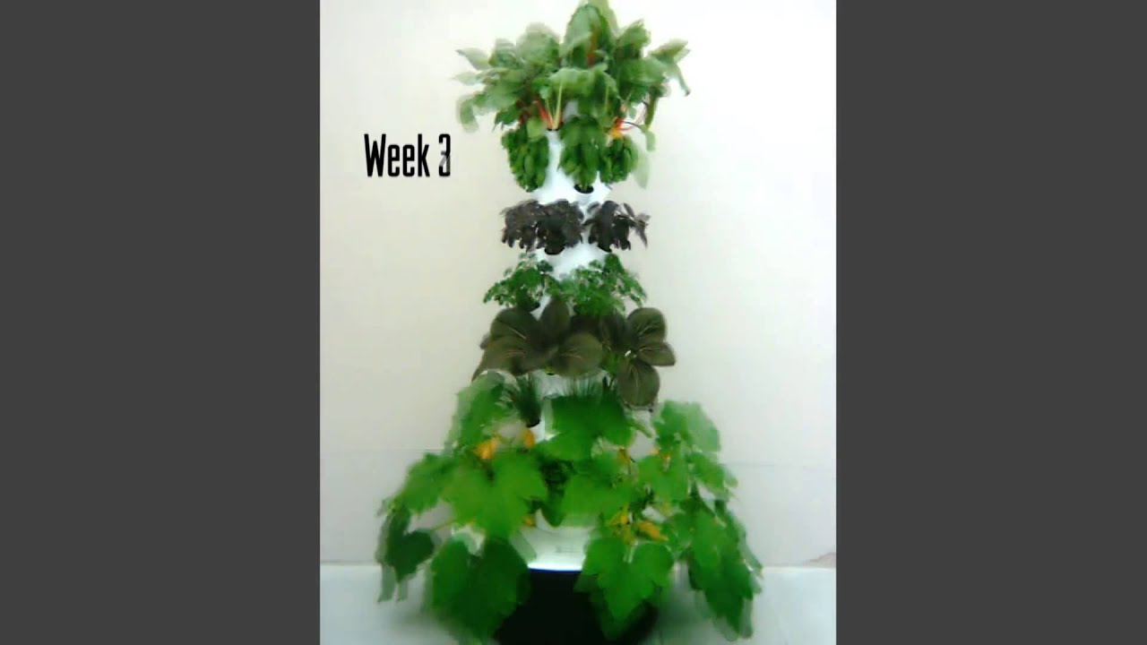 Tower Garden 4 Week Time Lapse Video You Tower Garden 4 Week Time Lapse Video