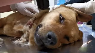 Stray dog got badly injured by an illegal trap .