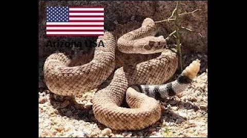 Diamondback rattlesnake Strike on my GOPRO (HD)