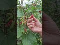 Picking mulberries #mulberry