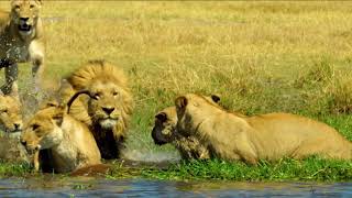 Destino Wild - On Air Tv Promo - Natalia Voice Actor