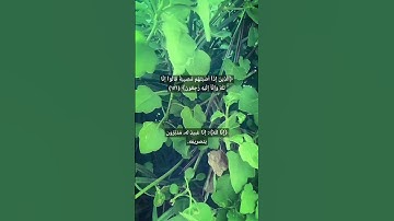 #سورة_البقرة #اسلام_صبحي #راحة_نفسية