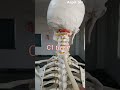 #All #bones #206 #skeletalsystem #neet #shorts #Revision