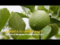 ¡Exporta tu Limón Tahití! Aplica el Modelo Productivo SAT - TvAgro por Juan Gonzalo Angel