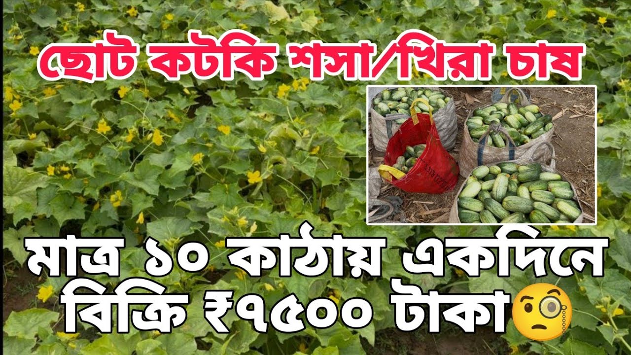 কটকে শসা/ক্ষীরা চাষে লাখপতি🤯 কেমন হচ্ছে ফলন এবং গাছ কেমন রয়েছে 
