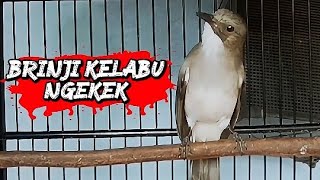 Brinji kelabu gacor ngekek panjang untuk pancingan !! masteran 