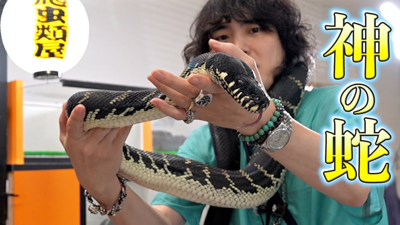 【衝撃】鹿児島で初開催の爬虫類イベントがヤバすぎた…ベーレンパイソン登場！【BUDDY FES!!】