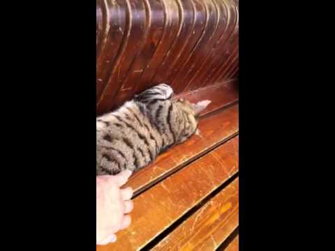Βίντεο: Η γάτα επιβιώνει θαυμαστικά από την ευθανασία - δύο φορές