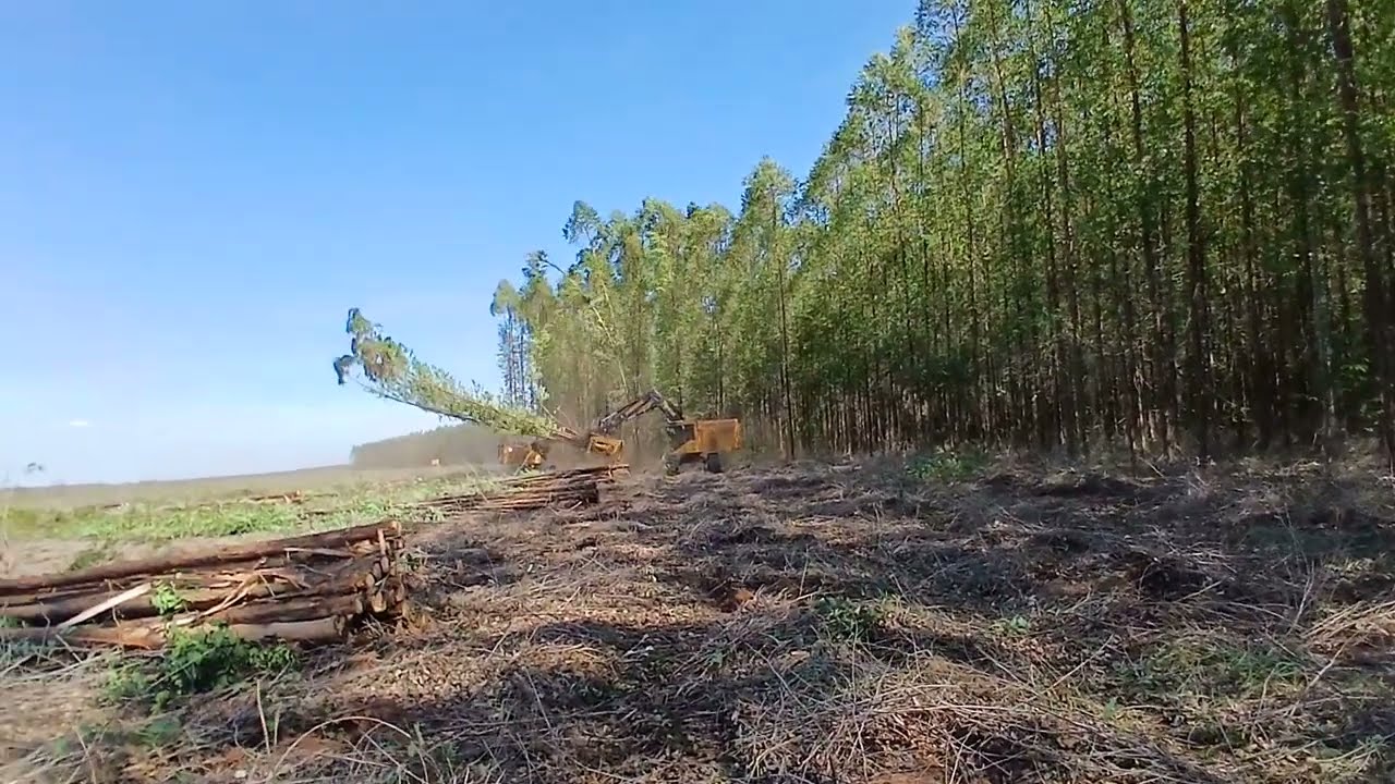 TIGER CAT!!!   VÁRIAS MÁQUINAS, DEVORANDO ÁRVORES.