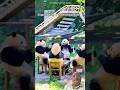 Panda’s Funny Park Meeting 😂🐼 Eating Together Like a Boss | Viral Panda Shorts