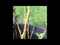 Grafting a scion to a rootstock