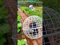 Double the Benefits: Turning a Backyard into Food and Income