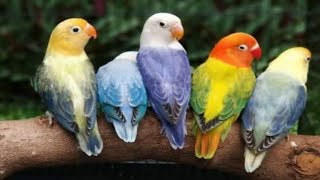 How to sell birds | Very helpful video in new fancier. screenshot 3