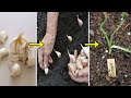 How to Grow an Endless Supply of Garlic at Home!