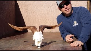 HOW TO CLEAN A SPANISH GOAT SKULL