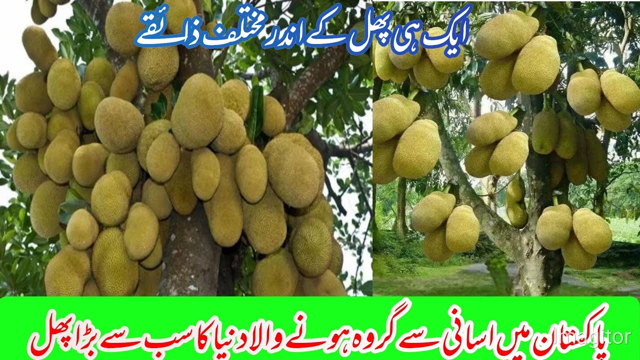 Jackfruit of islamabad Pakistan/Jackfruit largest heaviest fruit in the world