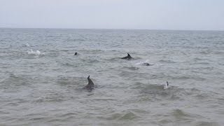 Дельфины у берега. Одесса. Курортное.