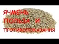 Ячмень. Полезные свойства и противопоказания.