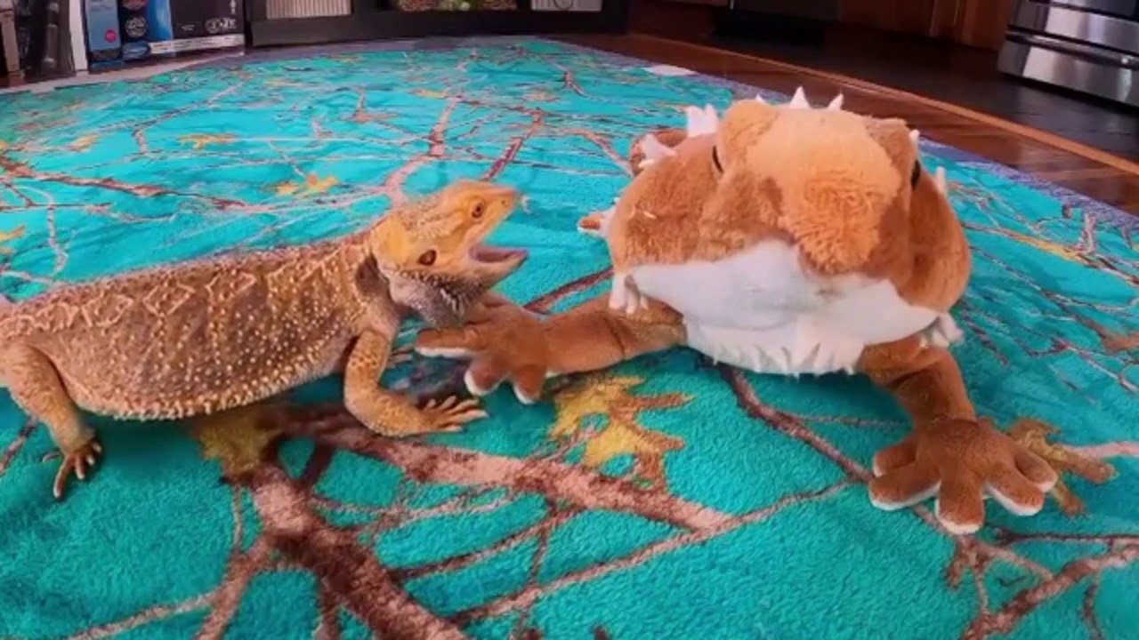 anger lizard - YouTube