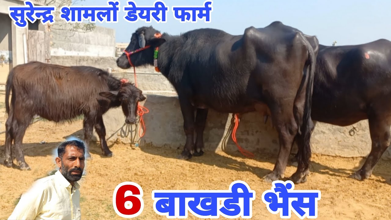 आ गई बाखडी भैसों की वीडियों 🔥 सुरेन्द्र शामलों डेयरी फार्म || 6 बाखडी भैंस बिक्री के लिए उपलब्ध 
