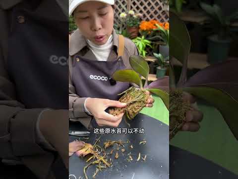 蝴蝶蘭復花的小方法#養花小知識 #花卉綠植 #蝴蝶蘭 #扦插 #種植小技巧
