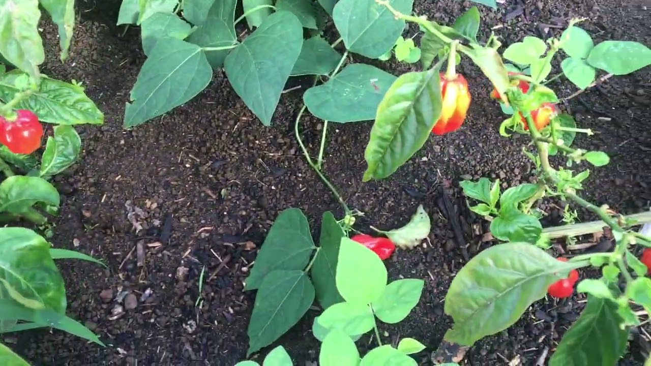 Jeannie’s farm Kona Hawaii  