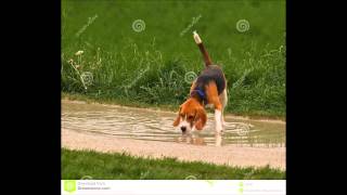Beagle Dog Drinking Water - Sound Effect