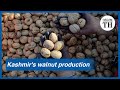 How are walnuts produced in Kashmir?