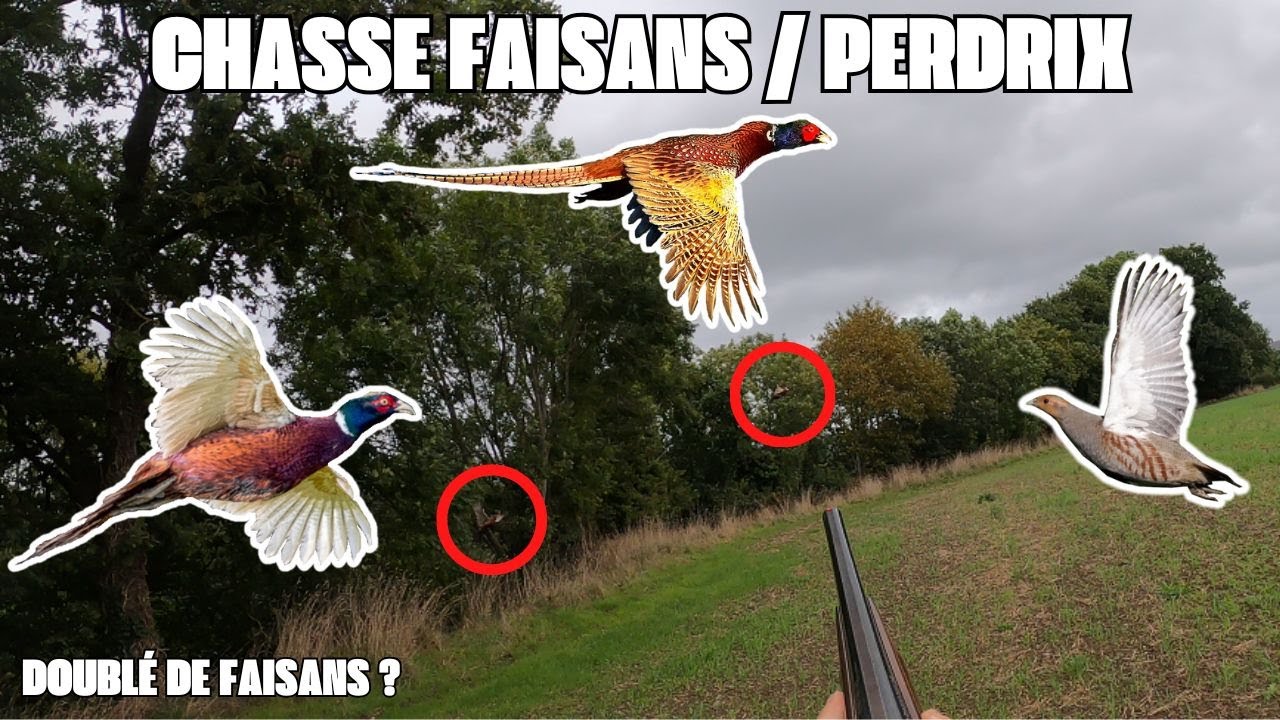 Chasse dans la Manche aux Faisans et à la Perdrix avec mes Epagneuls Bretons (ils y en a PARTOUT) !!