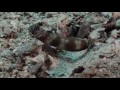 Coopration entre gobie et crevettes