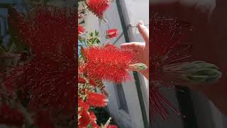 Il fiore cosa sembra?!....#arbusto #lifestyle #flowers