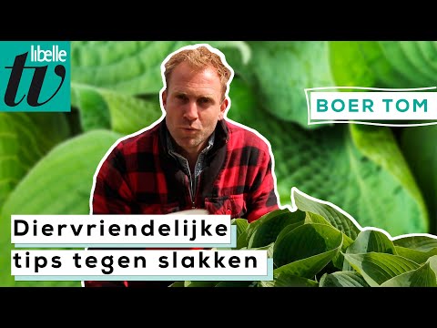 Video: Hoe slakken op natuurlijke wijze in de tuin te bestrijden