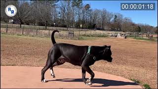 Dog Jumping to Catch Ball ~ Animation Reference