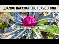 Quando si Raccoglie il Cavolfiore