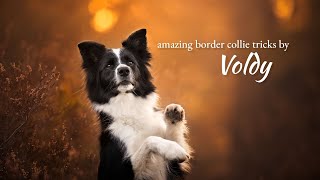 Amazing border collie tricks by Voldy