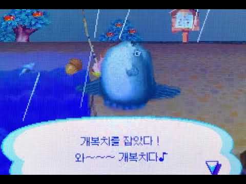 놀러오세요 동물의숲🌴 개복치🐟