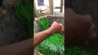 Bikin rawai ikan Sembilang, bedukang simpel