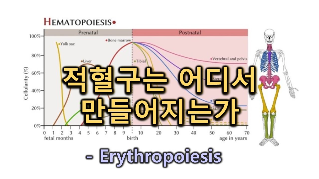 적혈구는 어디서 만들어지는가 - Erythropoiesis(적혈구 생성)