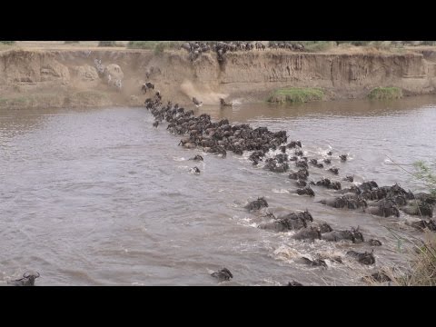 Видео: Разлика между елени и антилопи