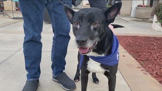 San Diego Mayor helping clear full San Diego animal shelters