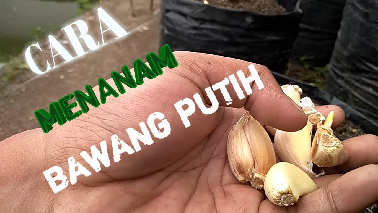 Cara Menanam Bawang Putih Di Pot atau Polybag 