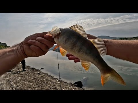იყო ჭერა არნახული! დიდი ქორჭილები ალგეთის წყალსაცავზე. თეილსპინერით და დიდი სილიკონით.