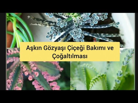 Video: Peyzaj Tasarımında Astilba (47 Fotoğraf) Bitkinin Yanında Ne Var? Çok Yıllık Astilba'nın Bir çiçek Yatağında Hosta Ve Diğer Bitkilerle Kombinasyonu