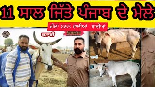 OxRace • ਕਟਾਰੀ ਬਲਦ • 11 Years Won Punjab Bull Racing Tournaments • 7 Year Old Video • Katari Ox