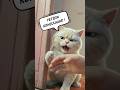 😳 Hayvan Haklarına Saldı… #kedi #komedi #komikvideolar