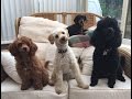 Our Miniature Poodle video clip reel - Featuring Felix, Mabel and Blossom