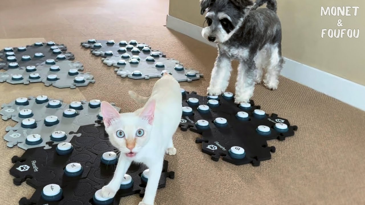 会話ボタン初心者ねこ🔰の要望を代弁してくれるベテラン犬が凄すぎた