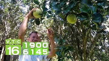 Cây bưởi chiết không ra cành mà cao vọt lên | VTC16